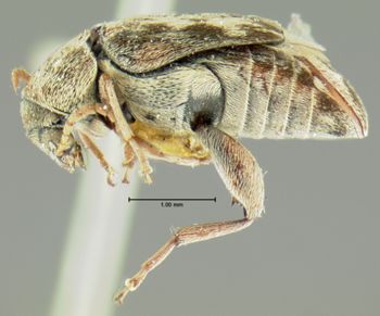 Media type: image;   Entomology 8200 Aspect: habitus lateral view